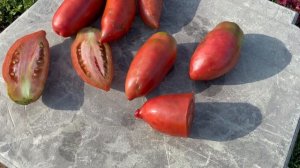 Томат Фіолетова Гордість Весселя