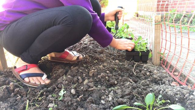Planting veggies in my garden смотреть онлайн