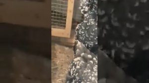 Гергебильская порода кур,