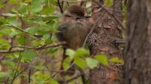 Кукша - Perisoreus infaustus.mp4