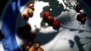 Чем клубника отличается от земляники?