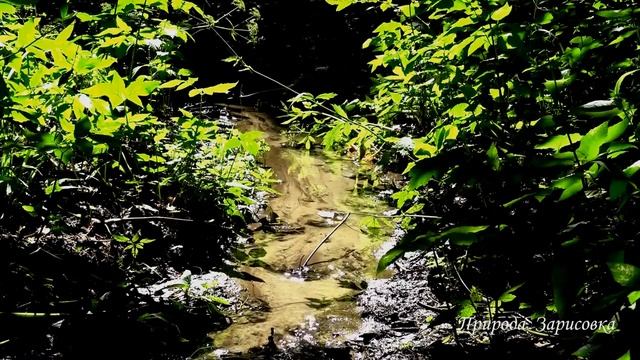Шум Лесного Ручья | СЛУШАЙТЕ Журчание Воды со Звуками Природы ~ ?