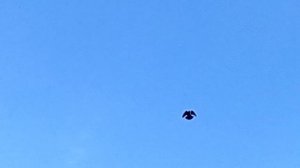 (04.06.19г)Николаевские голуби (Самарская область)