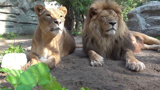 Сэм и Найтирия Шерсть в клочья 16 08 2021 смотреть онлайн