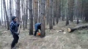 Заготовка леса на сруб