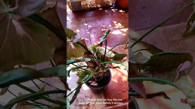 Pink Syngonium смотреть онлайн