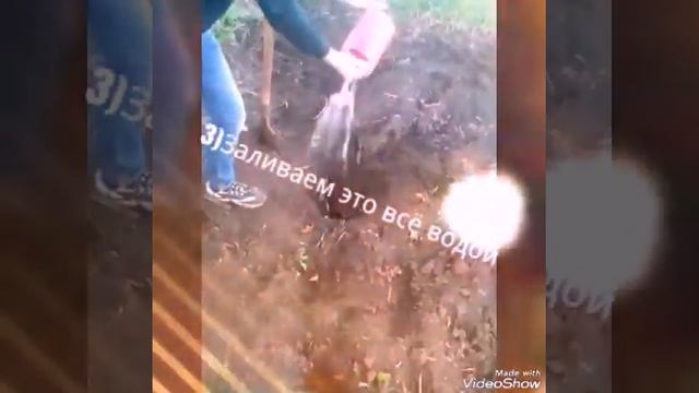 Как посадить конфетное дерево смотреть онлайн