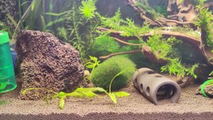 #1 Мой первый аквариум! 29 дней после запуска.