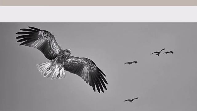 Изумительный полет птиц смотреть онлайн