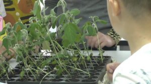 квеструм школьники.mp4