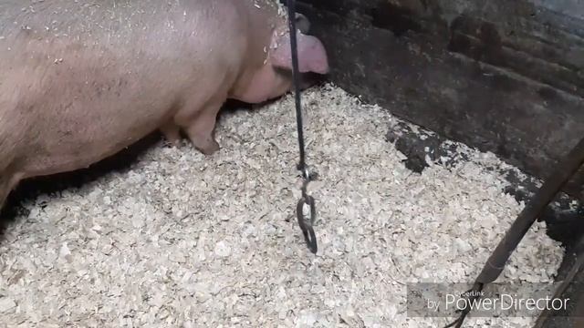 БАКТЕРИИ ДЛЯ СВИНЬИ/ИДЕМ В НОГУ СО ВРЕМЕНЕМ??? смотреть онлайн