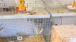 Как найти и определить клеща у птиц.  Как избавиться от клеща  у попугая.