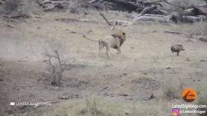 Львица Против 10 Диких Собак, Спасает Львенка Рискуя Жизнью