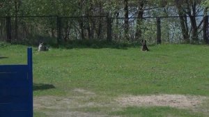 Волк против собаки. Кто быстрее? Wolf VS Dog