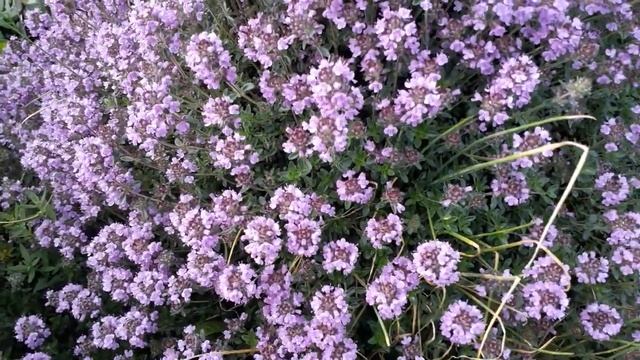 #thymus #травылекарственные  #чабрец / Цветение чабреца ползучего(лат.thymus serpyllum). Тимьян