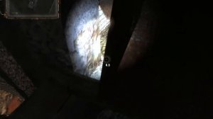 Сталкер ОП 2 Золотая рыбка для Кости и Булыжники
