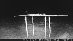 видео с фотоловушки