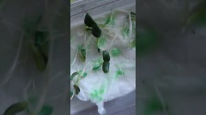 Проверяем советы YouTube. Проращиваем семена огурцов на туалетной бумаге