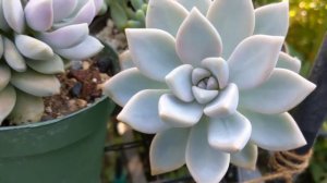 Lilac Mist and a Pachyveria