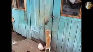 Смешные приколы с животными - new crazy Animals