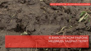 В ЕНИСЕЙСКОМ РАЙОНЕ МЕДВЕДЬ ЗАДРАЛ ТЕЛЯТ.mp4