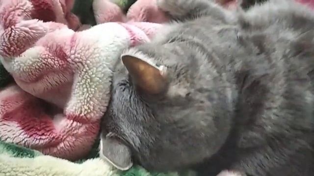 Кот Мурик храпит как человек смотреть онлайн