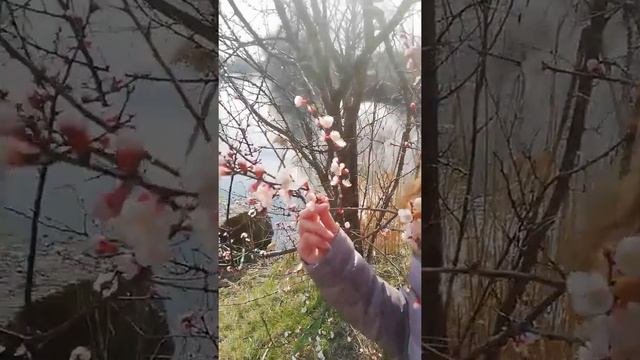 Занятие. Наблюдение за природой. Цветущие деревья