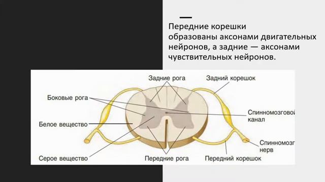 Нервная система. Тема 6. Строение и функции спинного мозга