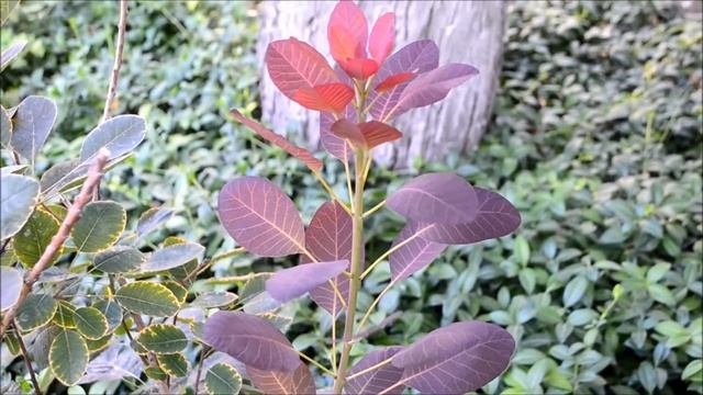 Скумпия кожевенная. Скумпия с пурпурной листвой смотреть онлайн