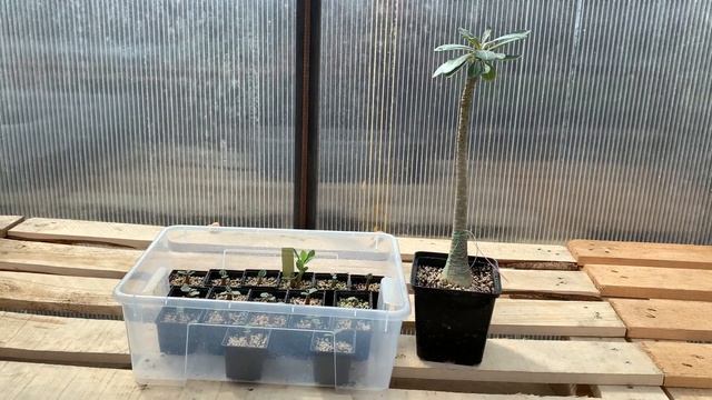 Адениум Сокотранум (Socotranum) - природный вид. Сеянцы и взрослое растение. смотреть онлайн