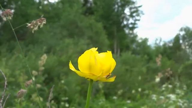 Природа России летом. Тайга, цветы, поля. प्रकृति