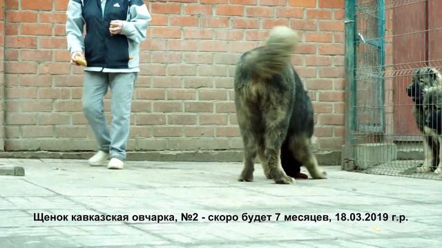 Щенок кавказская овчарка, сука 7 мес. www.r-risk.ru, +79262205603 Татьяна Ягодкина смотреть онлайн