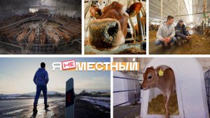 Я не местный. Калиновское: датские коровы, ставропольские молочники
