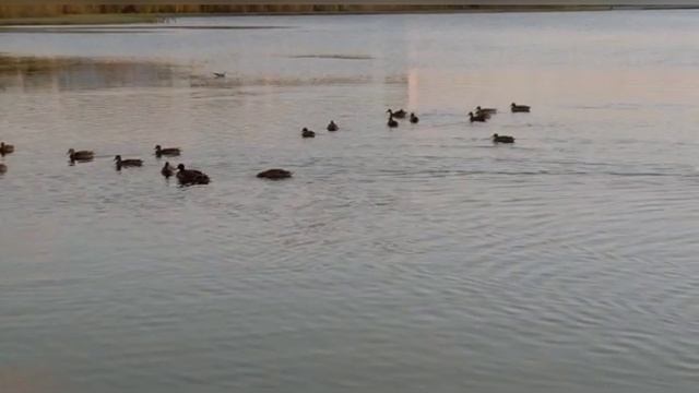 ОСЕННИЕ ФАНТАЗИИ...Стихи Любови Нелен. Читает Валентина Приставко. смотреть онлайн