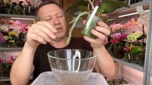 очищаем орхидею от мха для пересадки и КАКОЙ ГОРШОК для орхидей выбрать