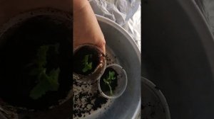 Сад-огород с Еленой.