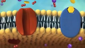 Мембрана клетки и транспорт через Горячев А.С.