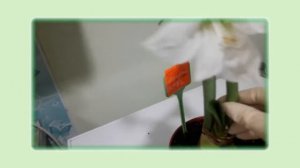 Амариллис: как посадить, ухаживать и помочь цветению