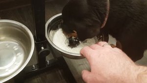 Кормление щенка ротвейлера творогом.