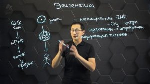 Понятие "эпигенетика". Молекулярные основы. Эпигенетические эффекты у человека. 11 класс.