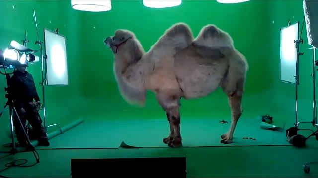 Верблюд на праздник - 8(916)702-11-08 смотреть онлайн