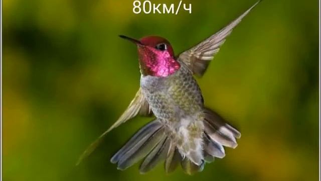 Самые быстрые животные смотреть онлайн