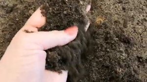 Как посадить розу из коробки