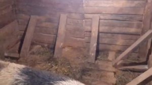 Глубокая подстилка для свиней.