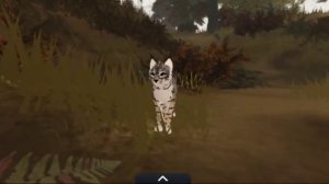 собираем тыквы в Warrior cats!