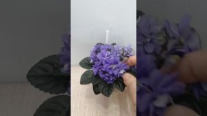 Фиалка Н-Адам. Обзор.