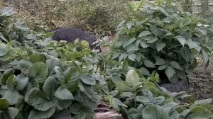 Wolf vs MALAMUTE (волк против маламута)