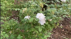 Обзор сада "Алиса в стране чудес" | Ландшафтный дизайн | Скульптура в саду | Сад в природном стиле