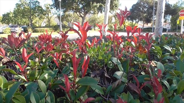 Red Robin Fraser Photinia (Fraseri hybrid), RSM (Coto de Caza) смотреть онлайн