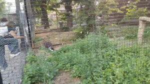 VLOG Первый день в Санкт-Петербурге. Казанский собор/Дворцовая площадь/Ленинградский зоопарк и др